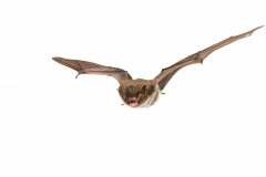 Wasserfledermaus (Myotis daubentonii)