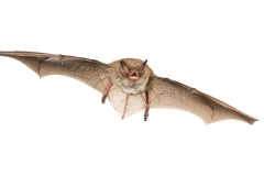 Wasserfledermaus (Myotis daubentonii)