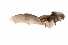 Wasserfledermaus (Myotis daubentonii)