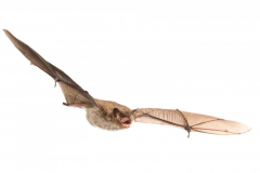 Wasserfledermaus (Myotis daubentonii)