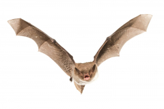 Wasserfledermaus (Myotis daubentonii)