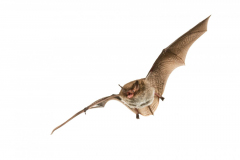 Wasserfledermaus (Myotis daubentonii)