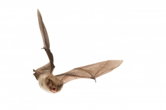 Wasserfledermaus (Myotis daubentonii)