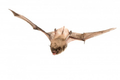 Wasserfledermaus (Myotis daubentonii)