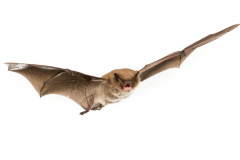 Wasserfledermaus (Myotis daubentonii)