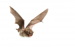 Wasserfledermaus (Myotis daubentonii)