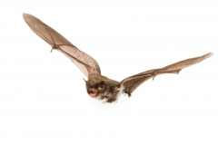 Wasserfledermaus (Myotis daubentonii)