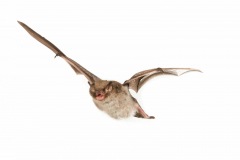 Wasserfledermaus (Myotis daubentonii)