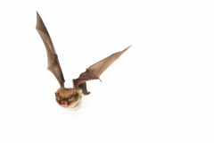 Wasserfledermaus (Myotis daubentonii)