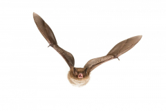 Wasserfledermaus (Myotis daubentonii)