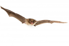 Wasserfledermaus (Myotis daubentonii)