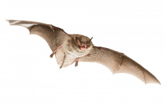 Wasserfledermaus (Myotis daubentonii)