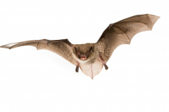 Wasserfledermaus (Myotis daubentonii)