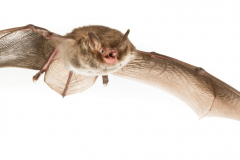 Wasserfledermaus (Myotis daubentonii)