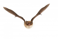 Wasserfledermaus (Myotis daubentonii)