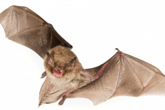 Wasserfledermaus (Myotis daubentonii)