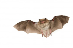 Wasserfledermaus (Myotis daubentonii)