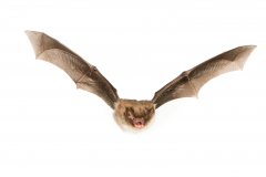 Wasserfledermaus (Myotis daubentonii)