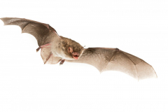 Wasserfledermaus (Myotis daubentonii)