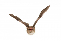 Wasserfledermaus (Myotis daubentonii)