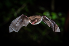 Wasserfledermaus (Myotis daubentonii)