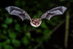 Wasserfledermaus (Myotis daubentonii)