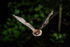 Wasserfledermaus (Myotis daubentonii)