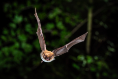 Wasserfledermaus (Myotis daubentonii)