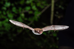 Wasserfledermaus (Myotis daubentonii)