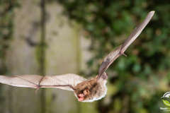 20220920_Wasserfledermaus_Myotis-daubentonii_Christian-Giese_DSC_5739