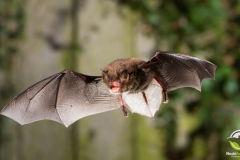 20220920_Wasserfledermaus_Myotis-daubentonii_Christian-Giese_DSC_5741