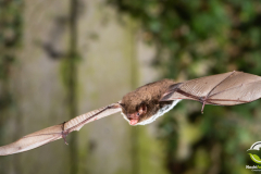 20220920_Wasserfledermaus_Myotis-daubentonii_Christian-Giese_DSC_5744