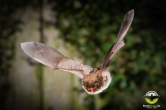 20220920_Wasserfledermaus_Myotis-daubentonii_Christian-Giese_DSC_5746