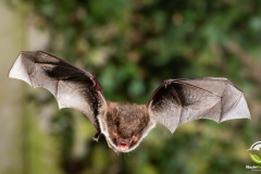 20220920_Wasserfledermaus_Myotis-daubentonii_Christian-Giese_DSC_5751