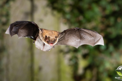 20220920_Wasserfledermaus_Myotis-daubentonii_Christian-Giese_DSC_5777