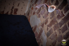 Wasserfledermaus (Myotis daubentonii)