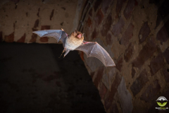 Wasserfledermaus (Myotis daubentonii)