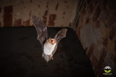 Wasserfledermaus (Myotis daubentonii)