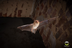 Wasserfledermaus (Myotis daubentonii)