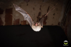 Wasserfledermaus (Myotis daubentonii)