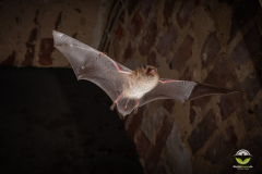 Wasserfledermaus (Myotis daubentonii)