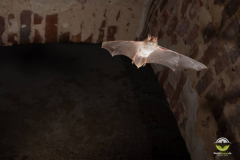 Wasserfledermaus (Myotis daubentonii)