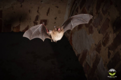 Wasserfledermaus (Myotis daubentonii)