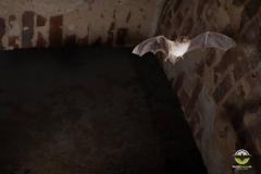 Wasserfledermaus (Myotis daubentonii)