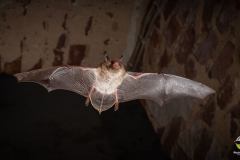 Wasserfledermaus (Myotis daubentonii)