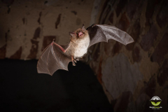 Wasserfledermaus (Myotis daubentonii)