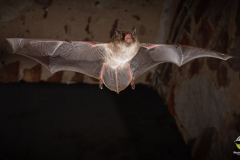 Wasserfledermaus (Myotis daubentonii)