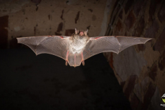 Wasserfledermaus (Myotis daubentonii)