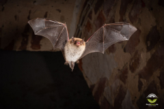 Wasserfledermaus (Myotis daubentonii)