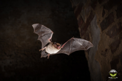 Wasserfledermaus (Myotis daubentonii)